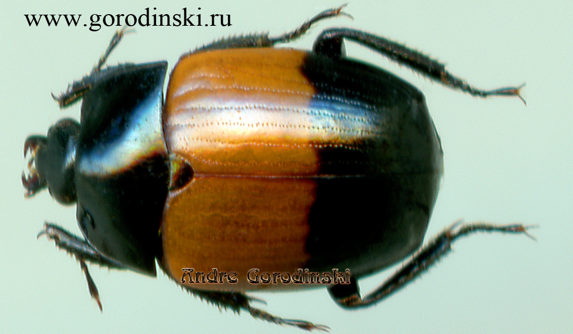 http://www.gorodinski.ru/oth_col/Sphaerites dimidiatus.jpg